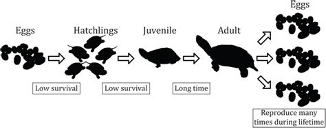 Turtle Life Cycle Diagram