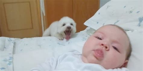 This Puppy Is Trying SO Hard To See The New Baby | HuffPost