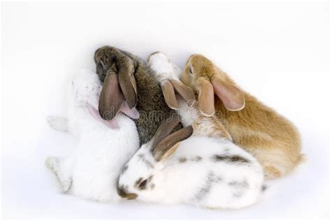 Tired Bunny Stock Photo Image Of Alone Ears Lovely 5669868