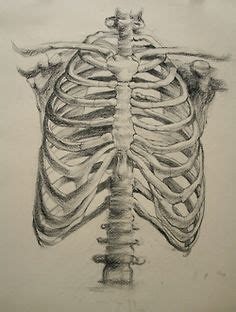 Rib cage is a drawing by zapista ou which was uploaded on may 29th, 2015. Pin by Rosanna on drawings in 2019 | Skeleton drawings ...