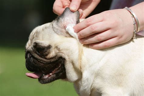 If you don't stay on top of this task, he could end up with serious damage or hearing loss. Essential ear cleaning - a dog owners guide | Pets4Homes