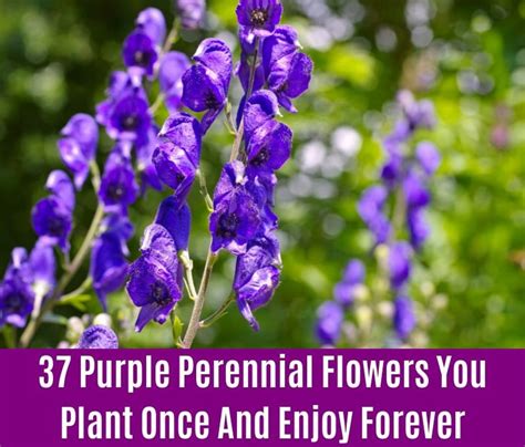 37 Purple Perennial Flowers You Plant Once And Enjoy Forever