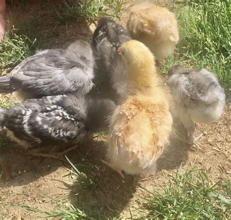 At What Age Can I Let My Chicks Go Outside The Homestead