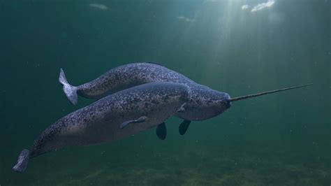 Meet The Narwhal The Long Toothed Whale That Inspired Worldwide