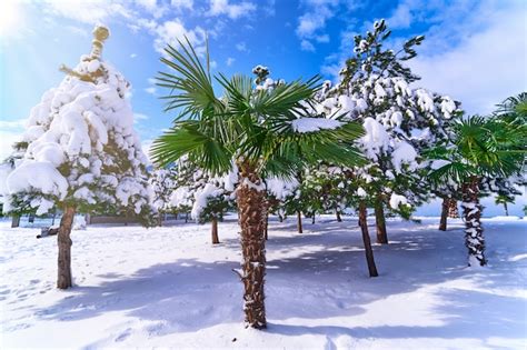 Premium Photo Tropical Palm Tree Covered White Snow