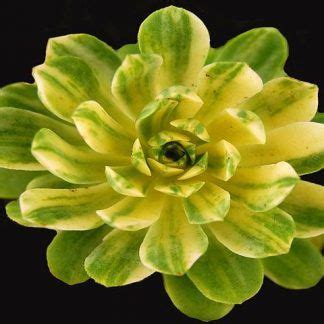 You can set this houseplant in any corner of the home because it can tolerate cold and damp environments. Aeonium 'Suncup' | Succulent gardening, Planting ...