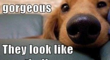 Sit back & enjoy a laugh with these funny animal memes from some of ur favorite creatures and critters! Funny Animal Memes Clean | Internet Meme Collection 2017 ...