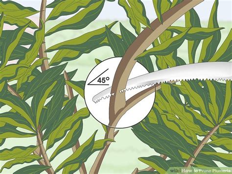 Very little pruning may be required in springtime. How to Prune Plumeria (with Pictures) - wikiHow