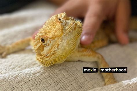 Fun Facts About Bearded Dragons On Moxie And Motherhood