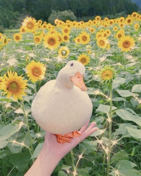 A White Duck Sitting On Top Of A Persons Hand In A Field Of Sunflowers