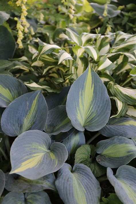 7 Tips For Growing Hostas Longfield Gardens Longfield Gardens