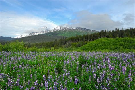 Wildflower Season In Alaska