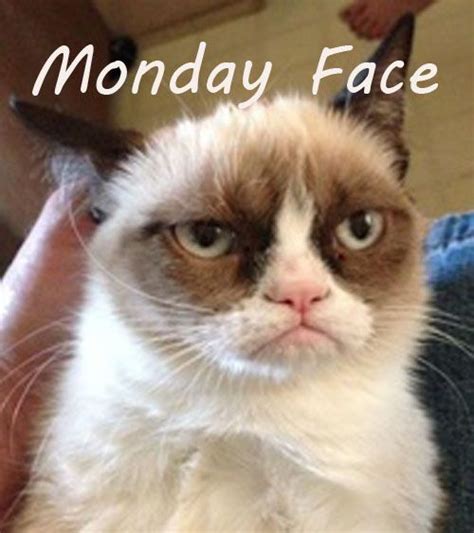Monday Face Gato Grumpy Grumpy Cat Meme Grumpy Kitty Grump Cat Cute