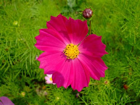 Hd Wallpaper Cosmea Pink Flower Blossom Bloom Plant Cosmos