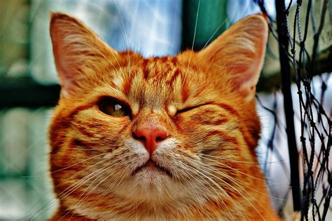 Tons of awesome cat hd wallpapers 1920x1080 to download for free. Free photo: Cat, Wink, Funny, Fur, Animal, Red - Free Image on Pixabay - 1333926
