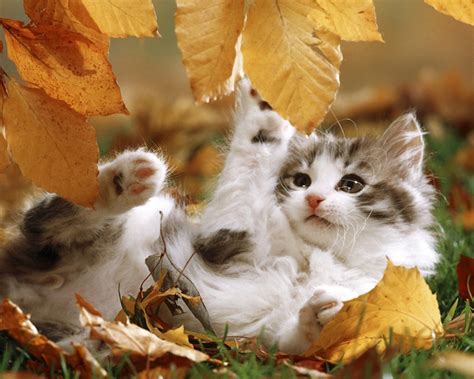 Autumn Kitten Playing Wallpaper Free Hd Cat Images