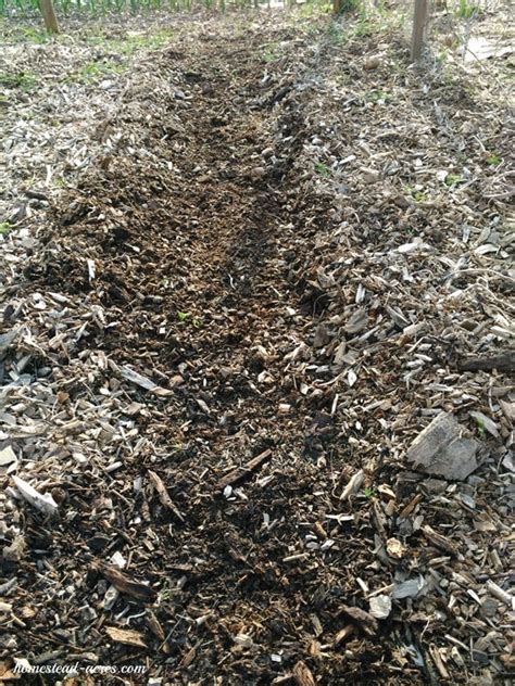 Although square foot gardening was developed in the 1970's, it is seen as a modern gardening technique. How To Grow Corn In A Square Foot Garden - Homestead Acres