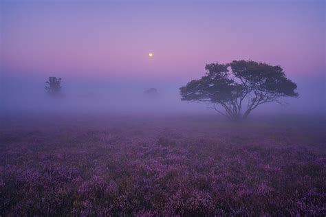 Ponderation — A Purple Dream By Albert Dros