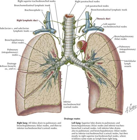 Lung Lymph Nodes Anatomy Lung Cancer