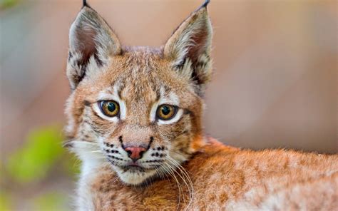 Animal Lynx Hd Wallpaper