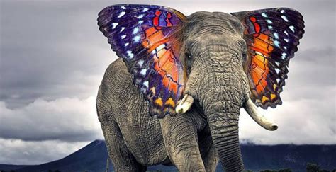 4 Images 1 Mot Elephant Phoque - Ces ANIMAUX ÉTONNANTS créés grâce à PHOTOSHOP - Confidentielles