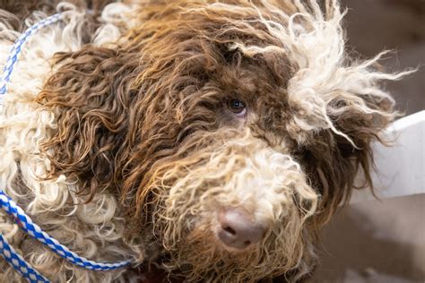 6 Of The Best Shaggy Dog Stories Geeks