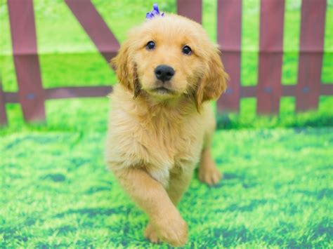 Find golden retriever puppies and breeders in your area and helpful golden retriever information. Visit Our Golden Retriever Puppies for Sale near Andover ...