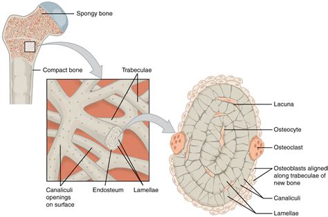 Compact Bone Spongy Bone And Other Bone Components Human Anatomy