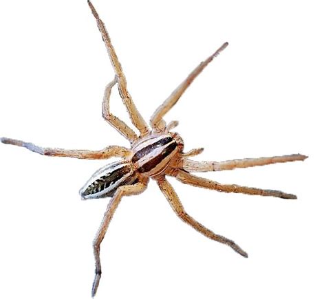 Schedule an appointment with orkin for help garden spiders are found on many continents throughout the globe. Brown garden spider photo