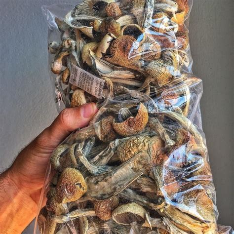Psychedelic Mushrooms For Sale Psilocybin Mushrooms For Sale