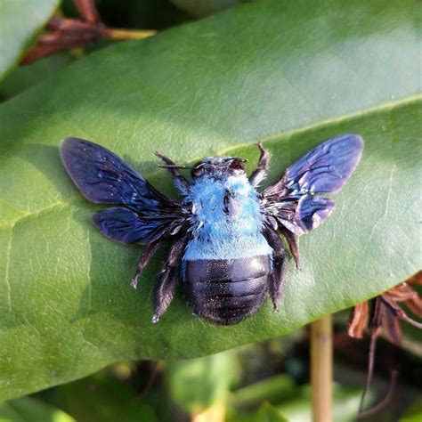 Blue Carpenter Bee Xylocopa Caerulea Xylocopa Caerulea Is A Relatively