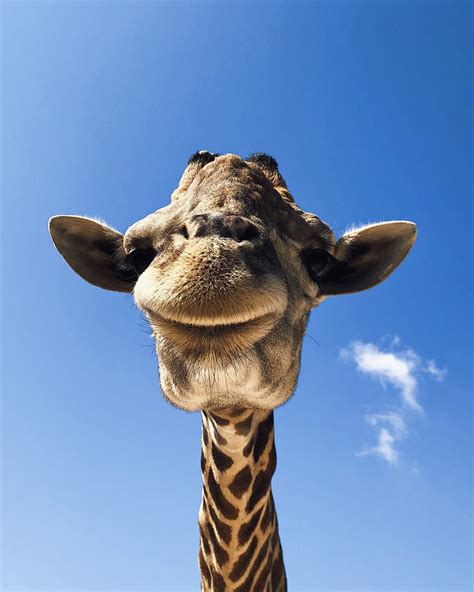 Celebrate World Giraffe Day And Help Save The Tallest Animal On Earth