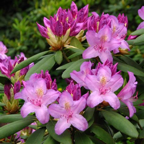 Graines De Rhododendron Mix Hybrides