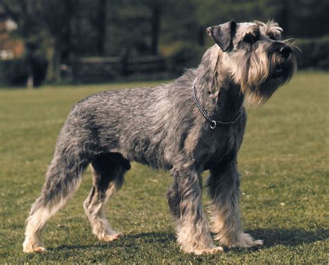 How Is A Mini Schnauzer Made
