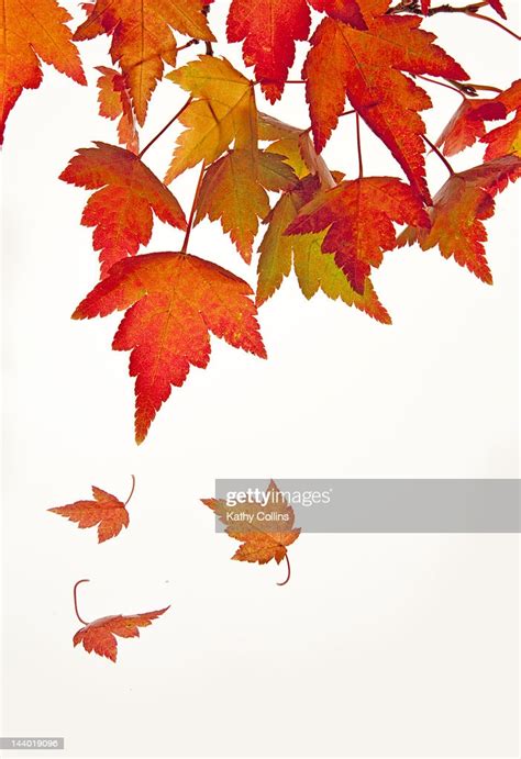 Autumn Maple Leaves Falling Stock Photo Getty Images