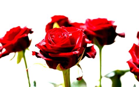 Long Stem Red Roses Red Roses Stem Long Hd Wallpaper Peakpx