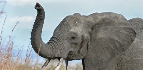 Why Is Elephants Nose So Long Proprofs Discuss