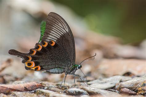 Papilio Paris Paris Paris Peacock Flying Creatures Flying Flowers