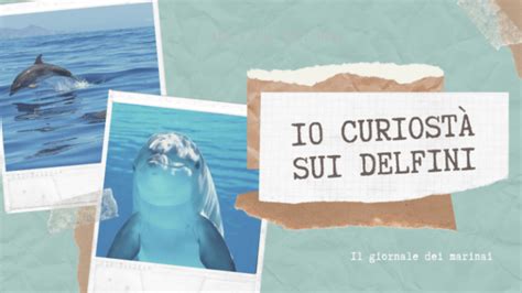10 Curiosità Che Forse Non Conoscevate Sui Delfini Il Giornale Del
