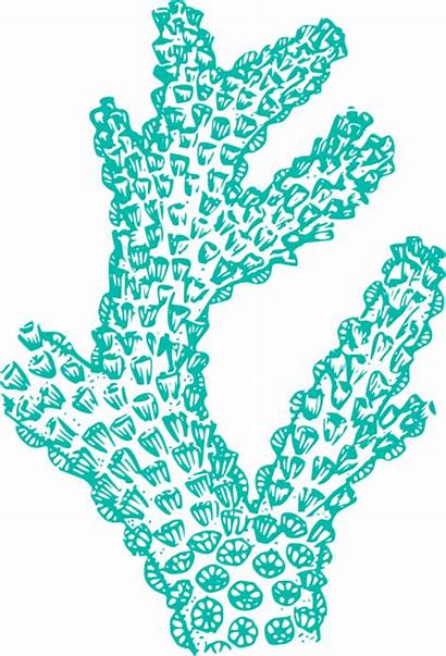 Coral Teal Clip Clker Clipart Cliparts Drawing