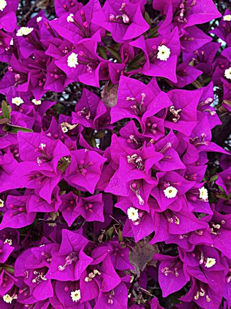 Purple Queen Bouganvilla Bouganvilkea Glabra Bougainvillea Colors