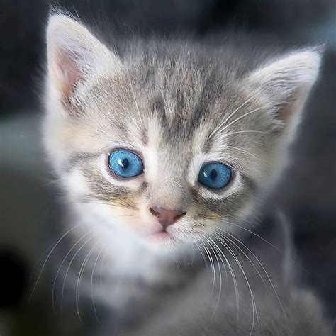 Gray Cats With Beautiful Blue Eyes Kittens Cutest Beautiful Dogs