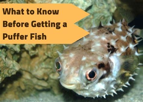 Fish description and pictures, compatability, feeding, breeding and more. What You Should Know Before Getting a Porcupine Puffer ...