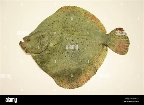 Black Sea Turbot Hi Res Stock Photography And Images Alamy