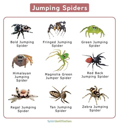 Jumping Spider Facts Identification And Pictures Jumping Spider Pet