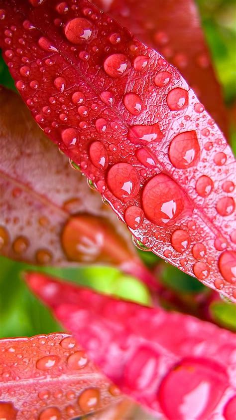 Vivo Mobile Waterdrops On Pink Leaf Waterdrops Pink Leaf Nature Hd