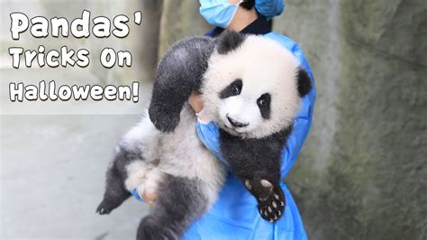 Pandas Tricks On Halloween IPanda YouTube