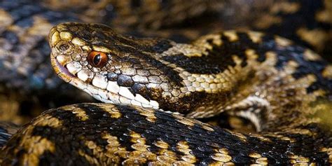 La vipera aspis, nota come vipera comune o aspide, è un rettile velenoso il cui morso difficilmente è letale. Le vipere italiane: tutte le specie e consigli utili ...