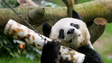 Addio Ad An An è Morto Il Panda Gigante Maschio Più Vecchio Al Mondo