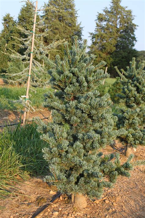 Pinus Parviflora Aoba Jo Japanese White Pine Conifer Kingdom